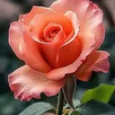 @ramita.devi64
