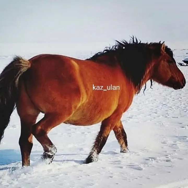 kh_kaz_ulan