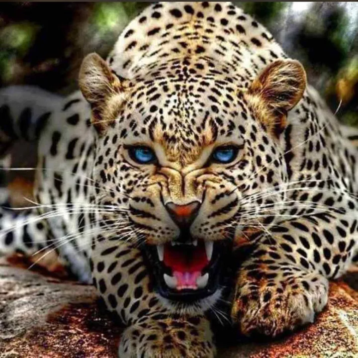 @shehzadalaghari