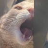 gingertuxedocatco