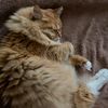 lucycat28v
