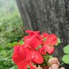 puspa.resmi.magar