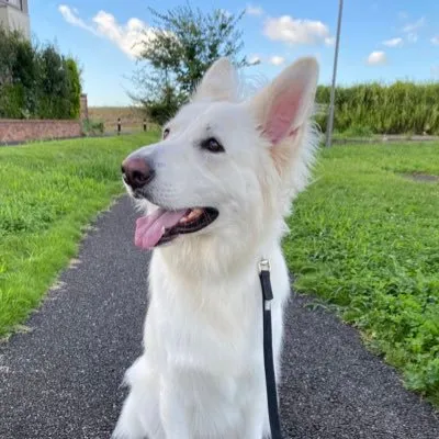 whiteshepherd_leo