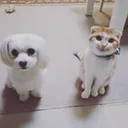 @m.dogs.c0423