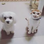 @m.dogs.c0423
