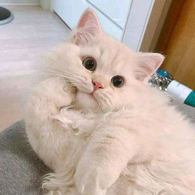 @ruhhiiiii6