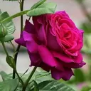 @cccccccvvvvvvvvvbbbnjhsz