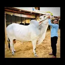 @faizanzameer
