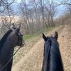 tarki_horses05