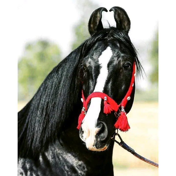 horse_lover_92