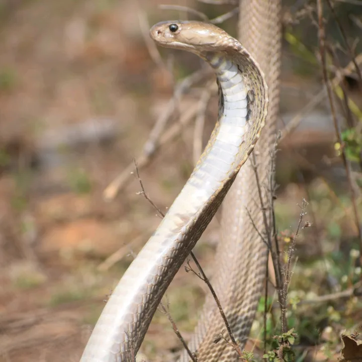 yavatamal1