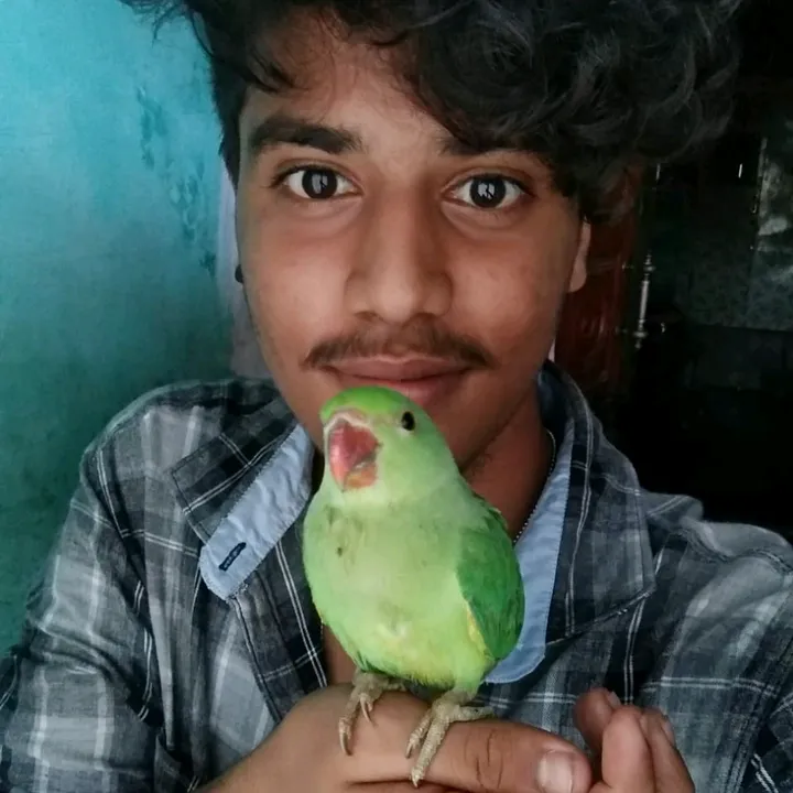 rocky_boy_93
