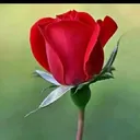 @gautamboy420