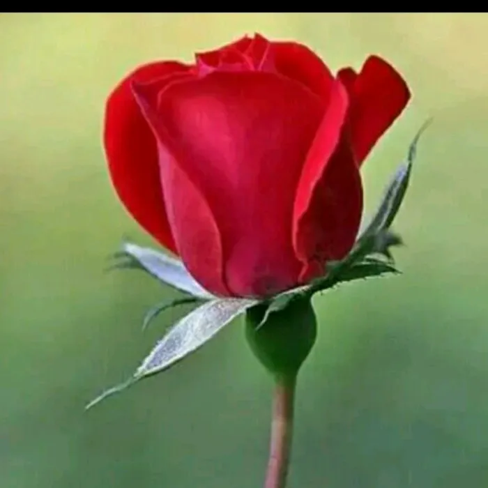 @gautamboy420