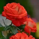 @kolli.simhadri6855