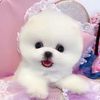 pipi.puppy
