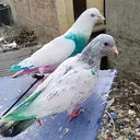 @sahilvalmiki187