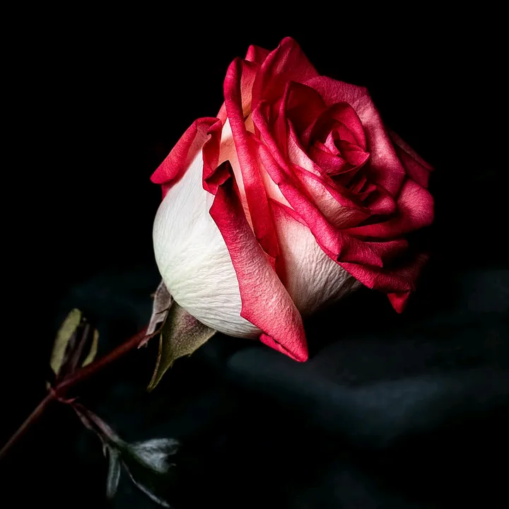 @nawaz_1998