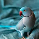 @aadu_more1
