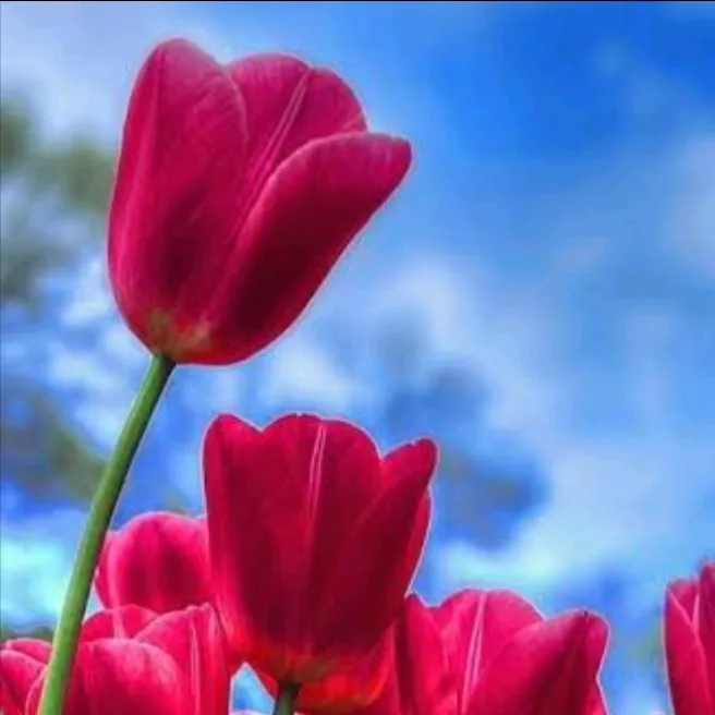 tulipkaur77