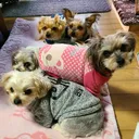 @8dogs.and.family