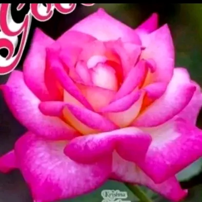 @user8795735888024