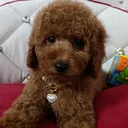 @nataliapoodle