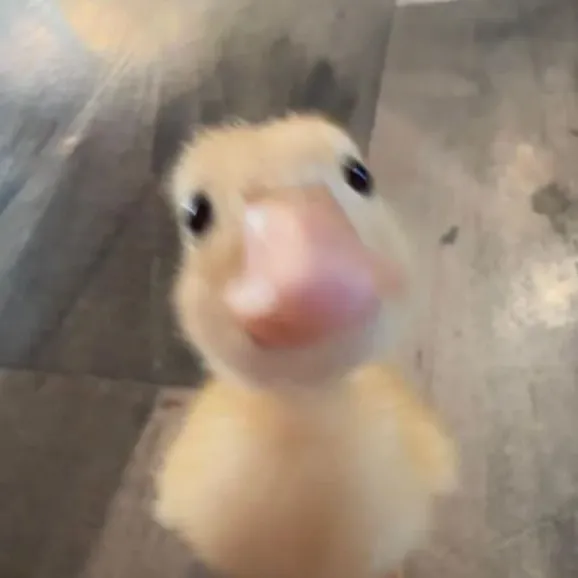 delir_medim