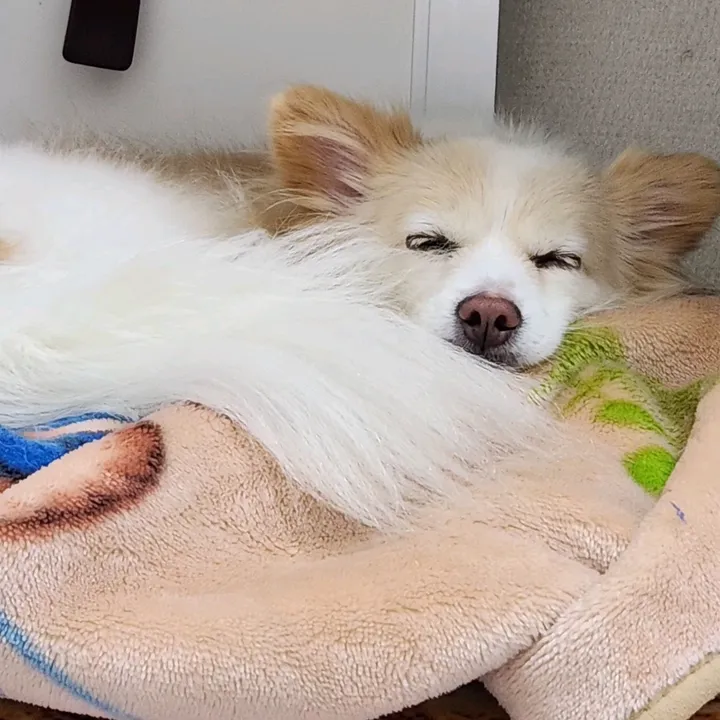 userllmi