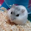susi_and_animals16