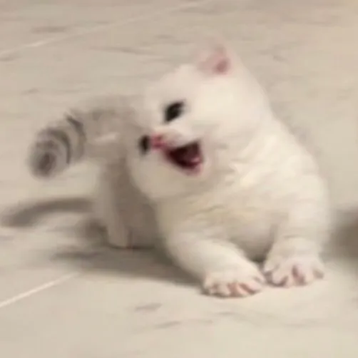 @kittyaasss
