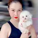 @hongpets