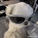 @shi____rzu