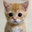 @cileli_cilek.l