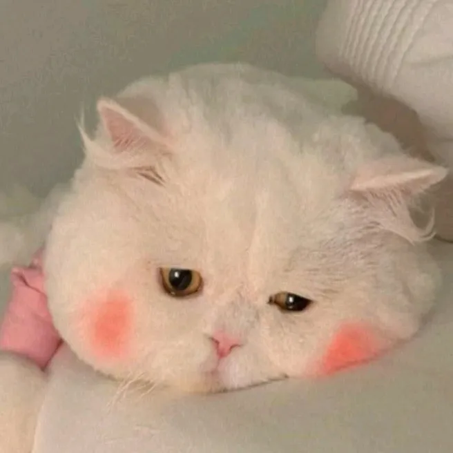 @zaaashop26