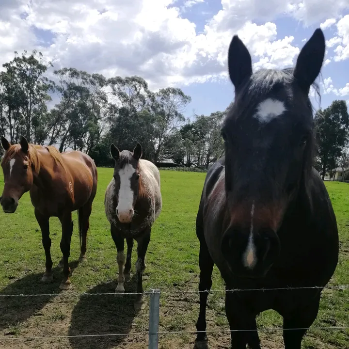 julieanimallover