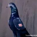 @kabutarbaj284