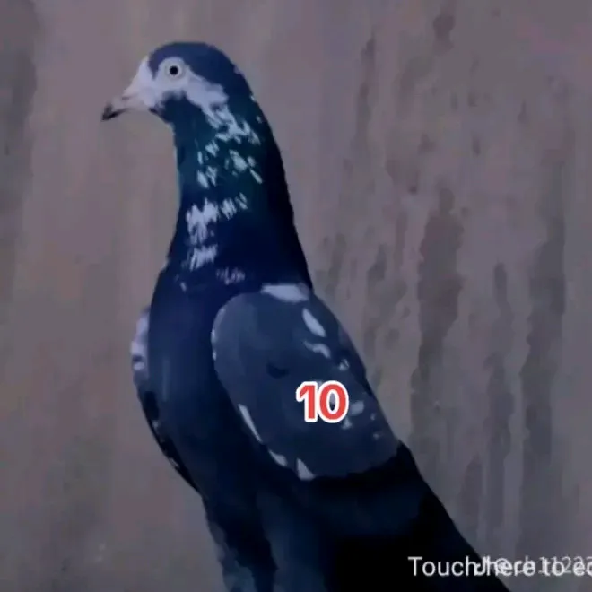 @kabutarbaj284