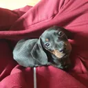 @ottotheminidoxie