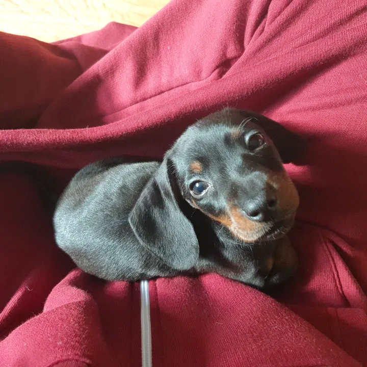 @ottotheminidoxie