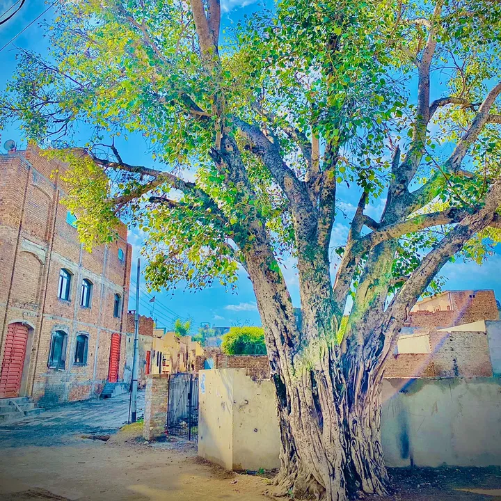 parhalaaly