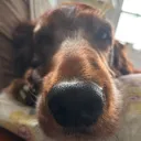 @tiktokjdogg