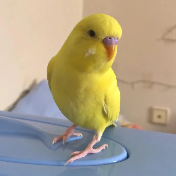 bbb.budgie