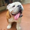forky_el_bulldog