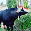 asadgujjar1053