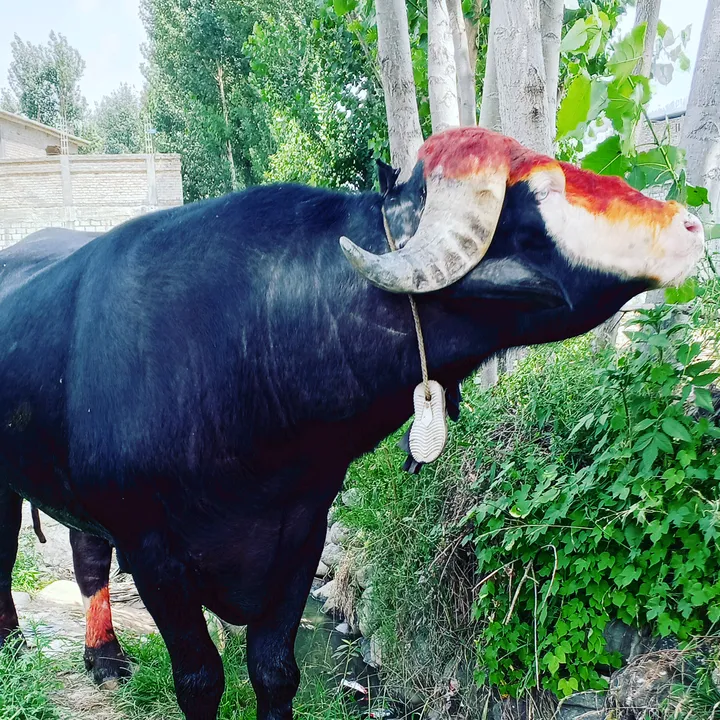 asadgujjar1053