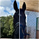@horse_sport_ride