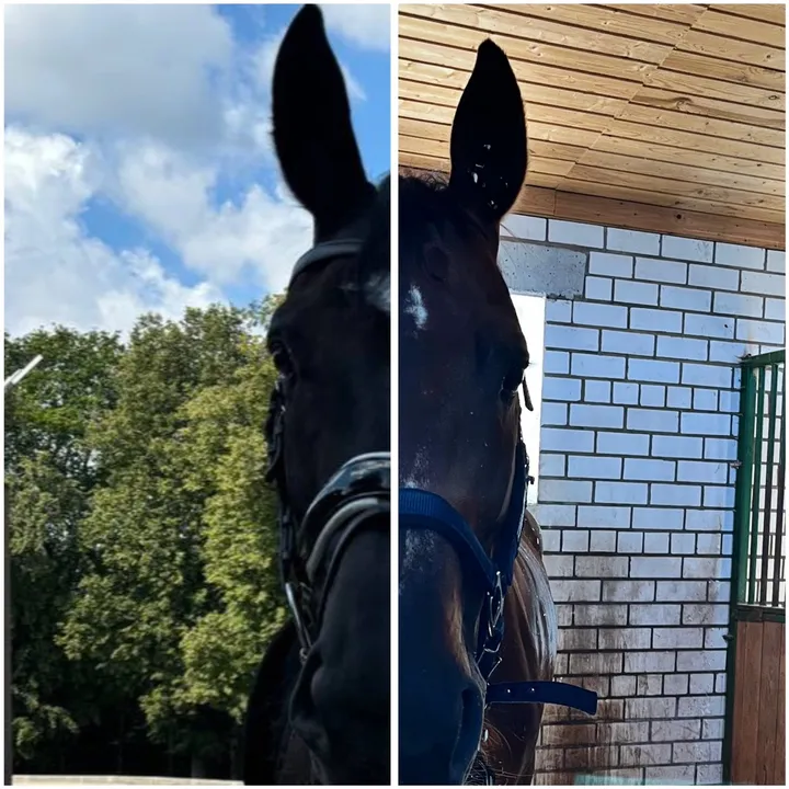 @horse_sport_ride