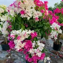 @boshop_51