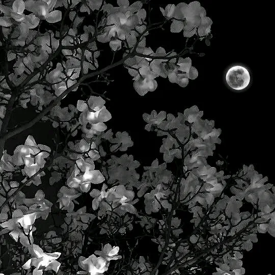 aysi_42